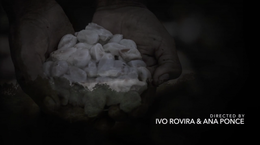 CacaoCollective/Documental